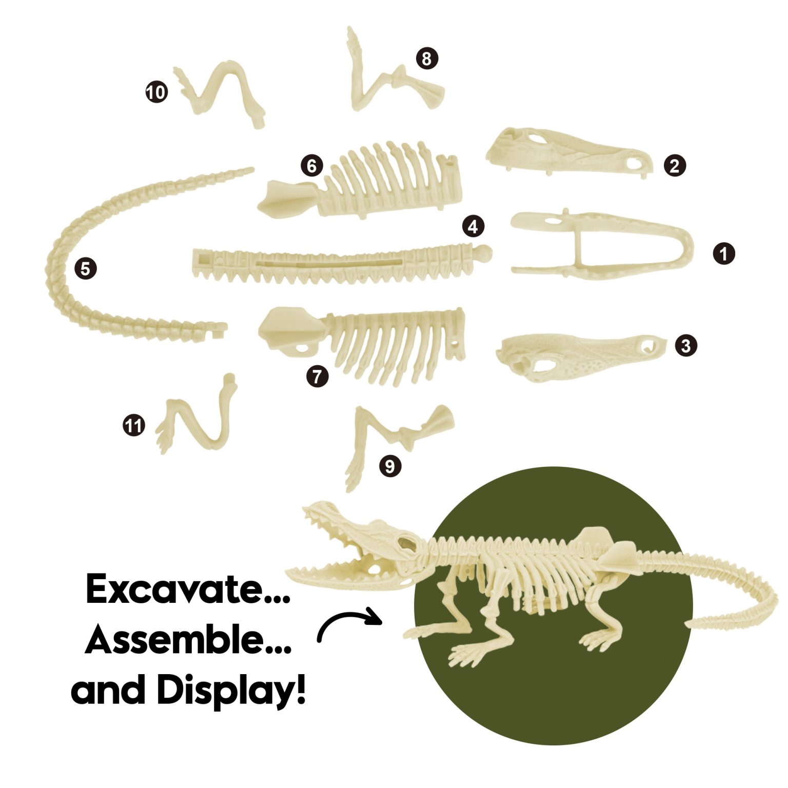 Eleven numbered crocodile skeleton parts shown before assembly with the completed model