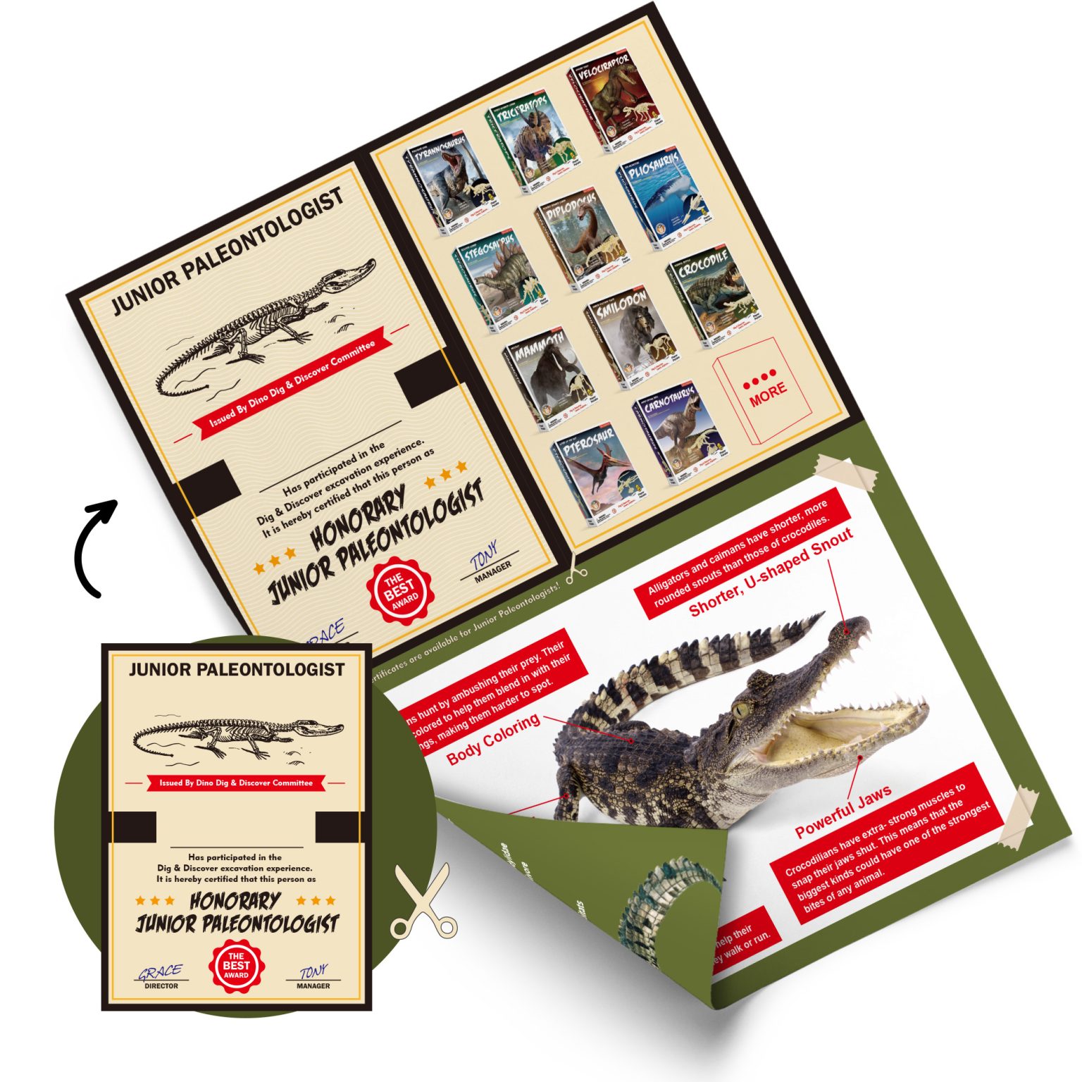 Illustrated crocodile learning sheet with anatomy facts and junior paleontologist certificate