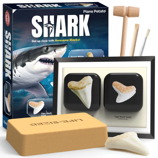 Shark Teeth Dig Kit - Excavate 2 Life-Sized Fossils (Great White & Tiger), Kids STEM Toy