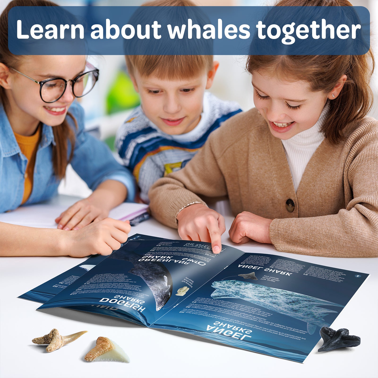 EGGBOX Shark Tooth Dig Kit Excavate 8 Shark Fossils Including Great White, Angel, Bullhead, Longnose, Sand Tiger Shark and so on. Great Science Gift for Marine Biology Enthusiasts of Any Age - Image 4