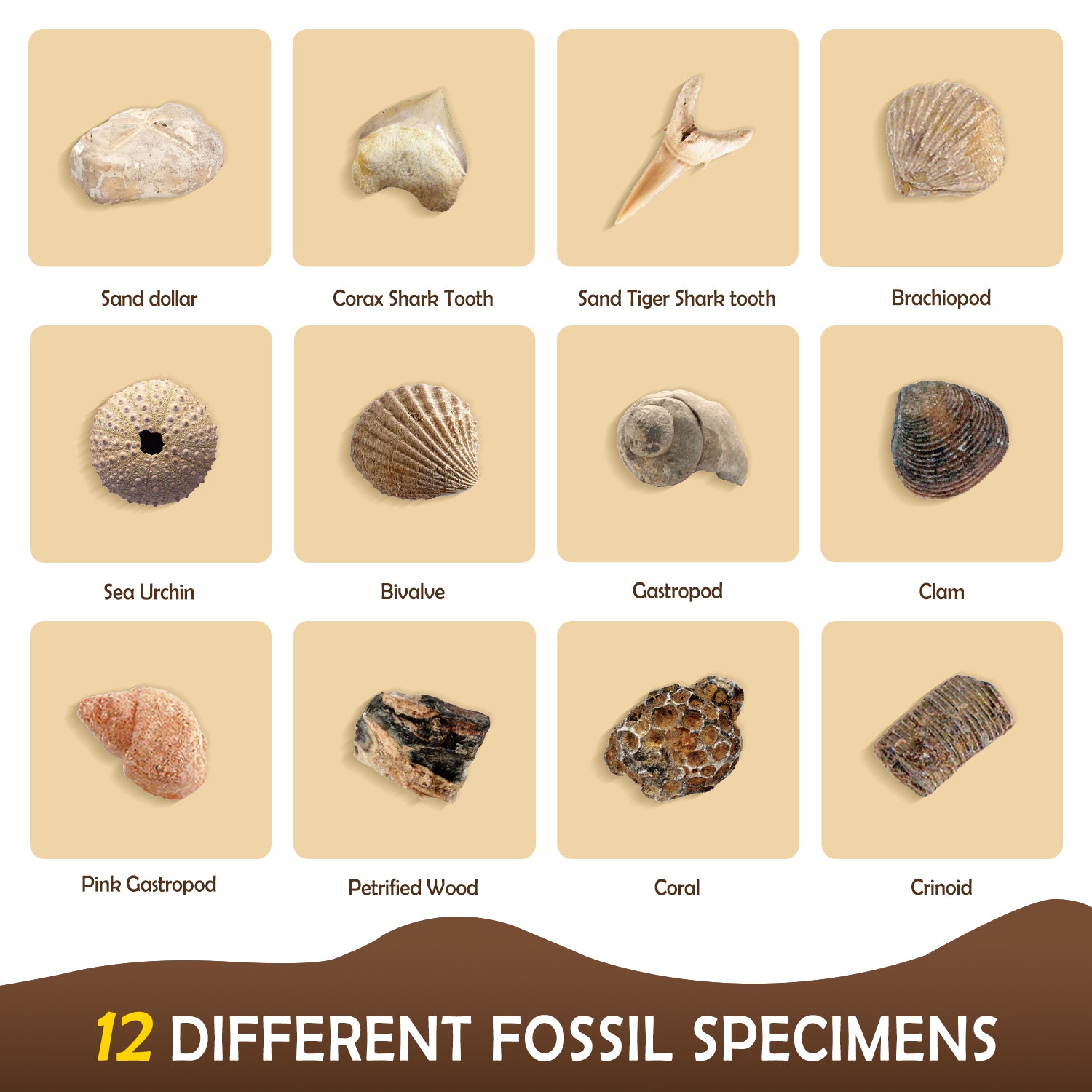 Gamerside Fossil Digging Kit, 12 Real Fossils & Dino Bones & Mess-Free Mat - Image 4